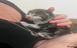 Mixed Breed cats for sale: Beautiful kittens  - Image 1