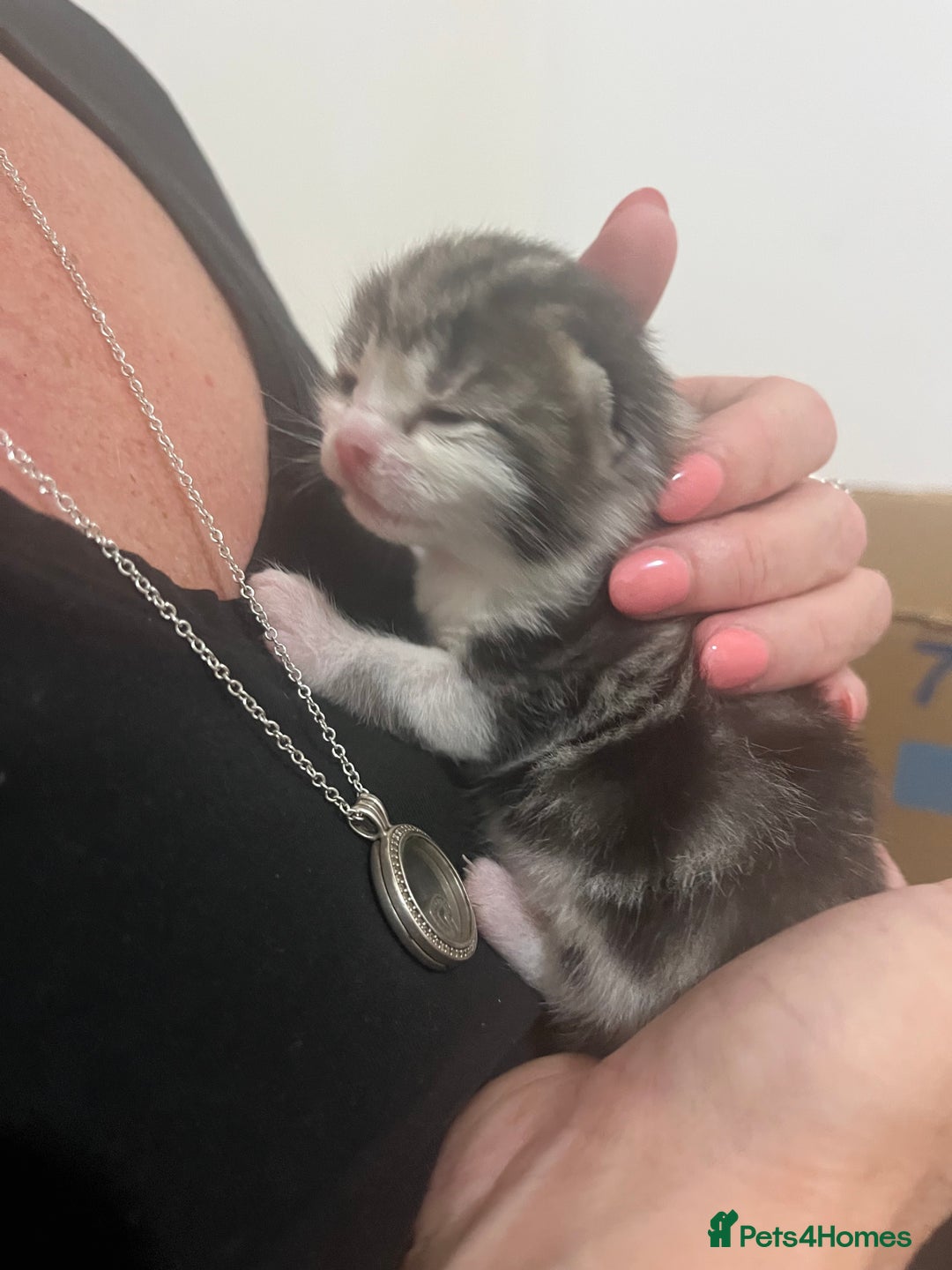 Mixed Breed cats for sale: Beautiful kittens  - Image 1