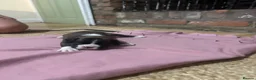 Boxer dogs for sale: KC Registered Boxer Puppies - health tested - Advert 20