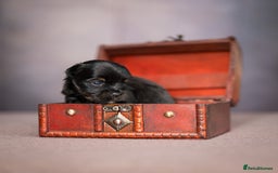 Yorkshire Terrier dogs for sale: Colorful Yorkshire Terrier puppies for sale - Image 11