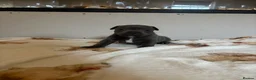 Staffordshire Bull Terrier dogs for sale: BEAUTIFUL BLUE STAFFY PUPPIES  - Advert 4