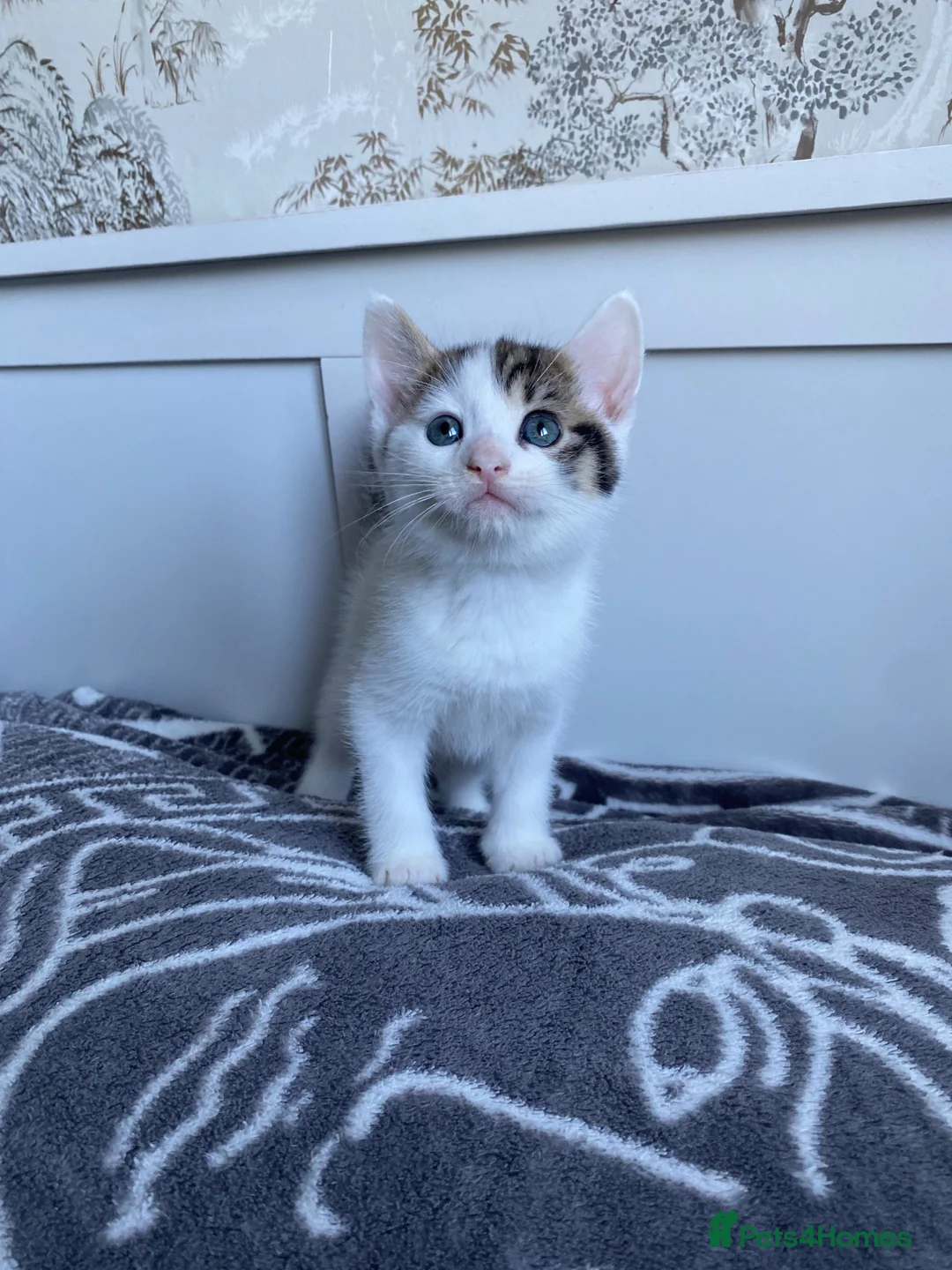 Mixed Breed cats for sale: 8 gorgeous kittens available!  - Advert 2
