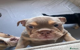 English Bulldog dogs for sale: Pedigree English bulldogs top-lines (7 weeks old)  - Image 26