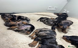 Miniature Dachshund dogs for sale: Miniature Dachshund KC ready now  - Image 25