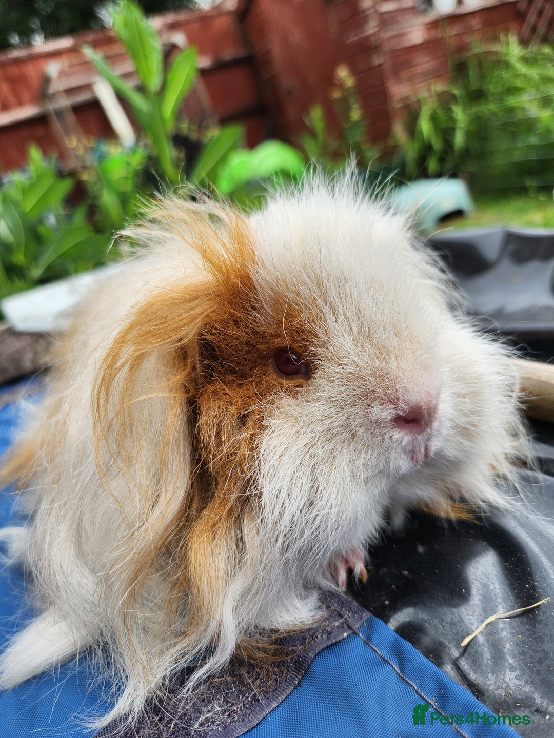Guinea Pig rodents for sale: Gorgeous long haired male guinea pig  - Advert 1