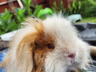 Guinea Pig rodents Gorgeous long haired male guinea pig - Advert 1