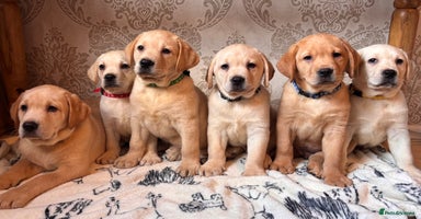 Labrador Retriever dogs - Advert 8