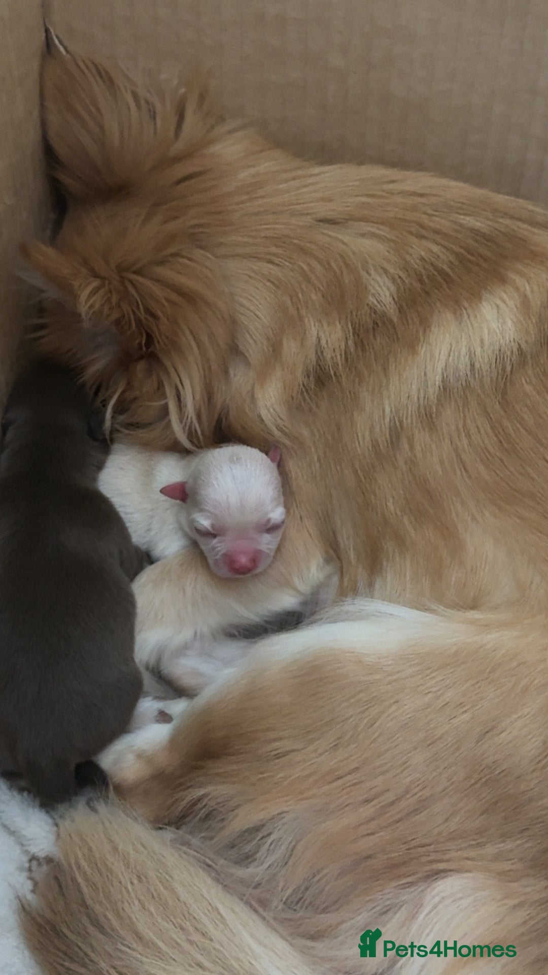 Chihuahua dogs for sale: Beautiful Cream & chocolate tan Chihuahuas! - Advert 6