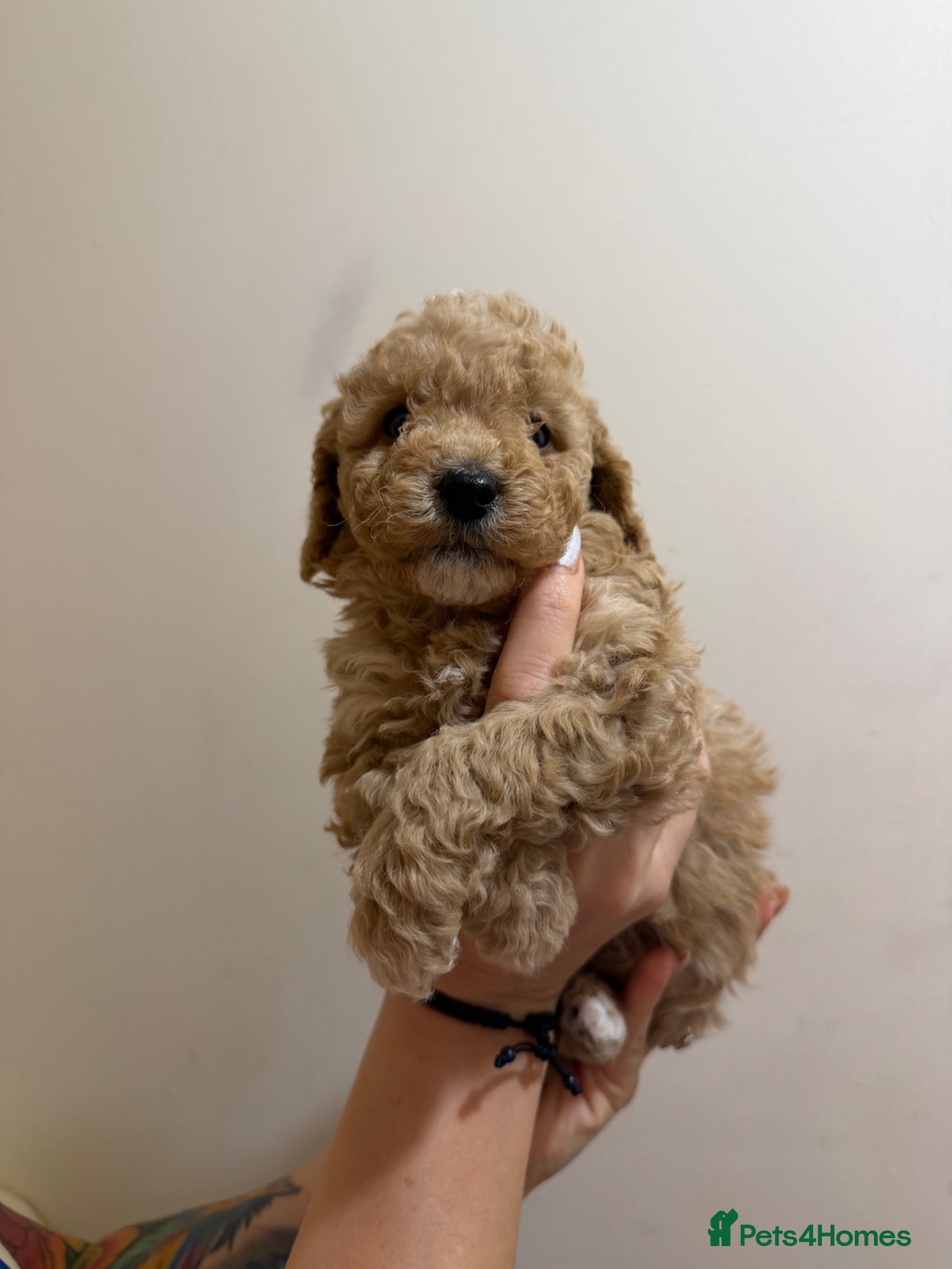 Cockapoo dogs Gorgeous cockapoo puppies, small / toy size - Advert 1