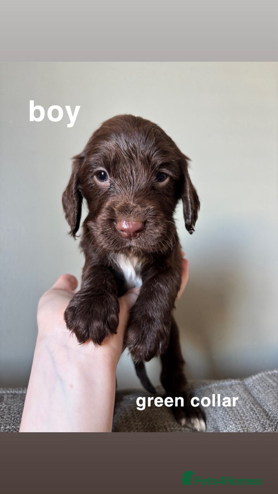 Cocker Spaniel dogs for sale: ** 1 GIRL LEFT** **READY NOW** Cocker Spaniel Pups - Advert 7