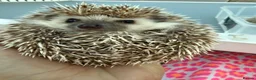 Pygmy Hedgehog rodents for sale: *last few left* African Pygmy hedgehog  - Advert 2