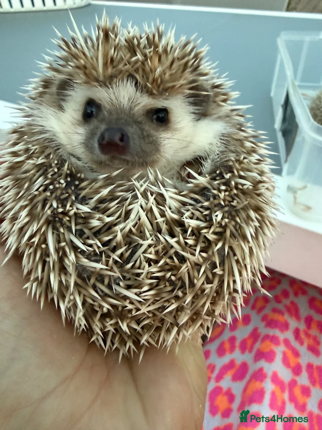 Pygmy Hedgehog rodents for sale: *last few left* African Pygmy hedgehog  - Advert 2