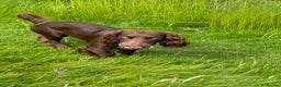 Cocker Spaniel dogs for stud: Working cocker for Stud *proven* in Penicuik - Advert 12