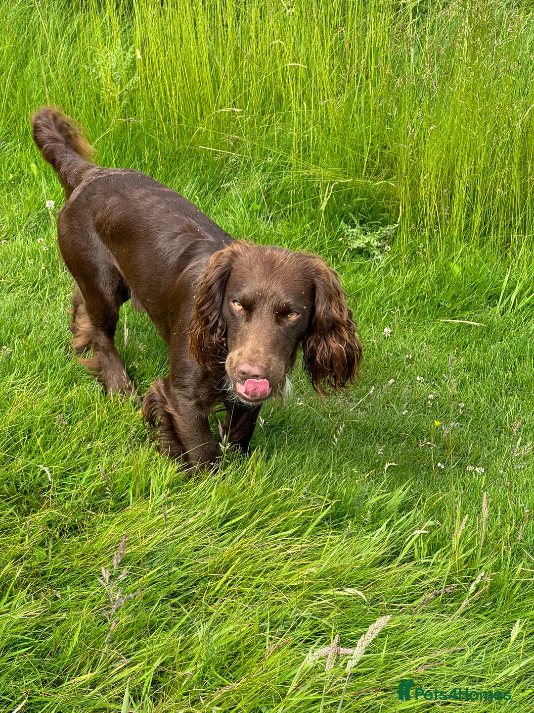 Cocker Spaniel dogs for stud: Working cocker for Stud *proven* in Penicuik - Advert 12