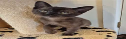 Burmese cats for sale:  Pedigree Brown Burmese Kittens - Advert 8