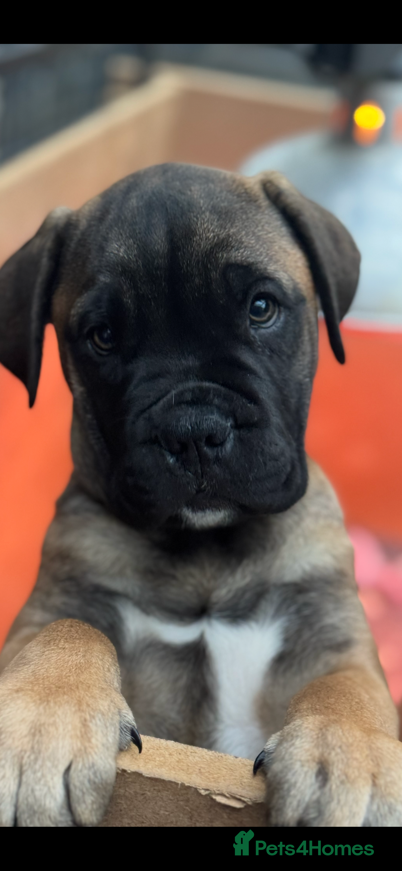 Bullmastiff dogs Beautiful Pedigree Puppies - Advert 4