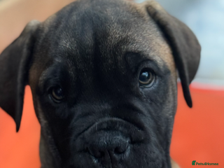 Bullmastiff dogs Beautiful Pedigree Puppies - Advert 4