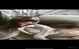 American Bull Staffy dogs for sale: Mrs Stormi  - Image 6