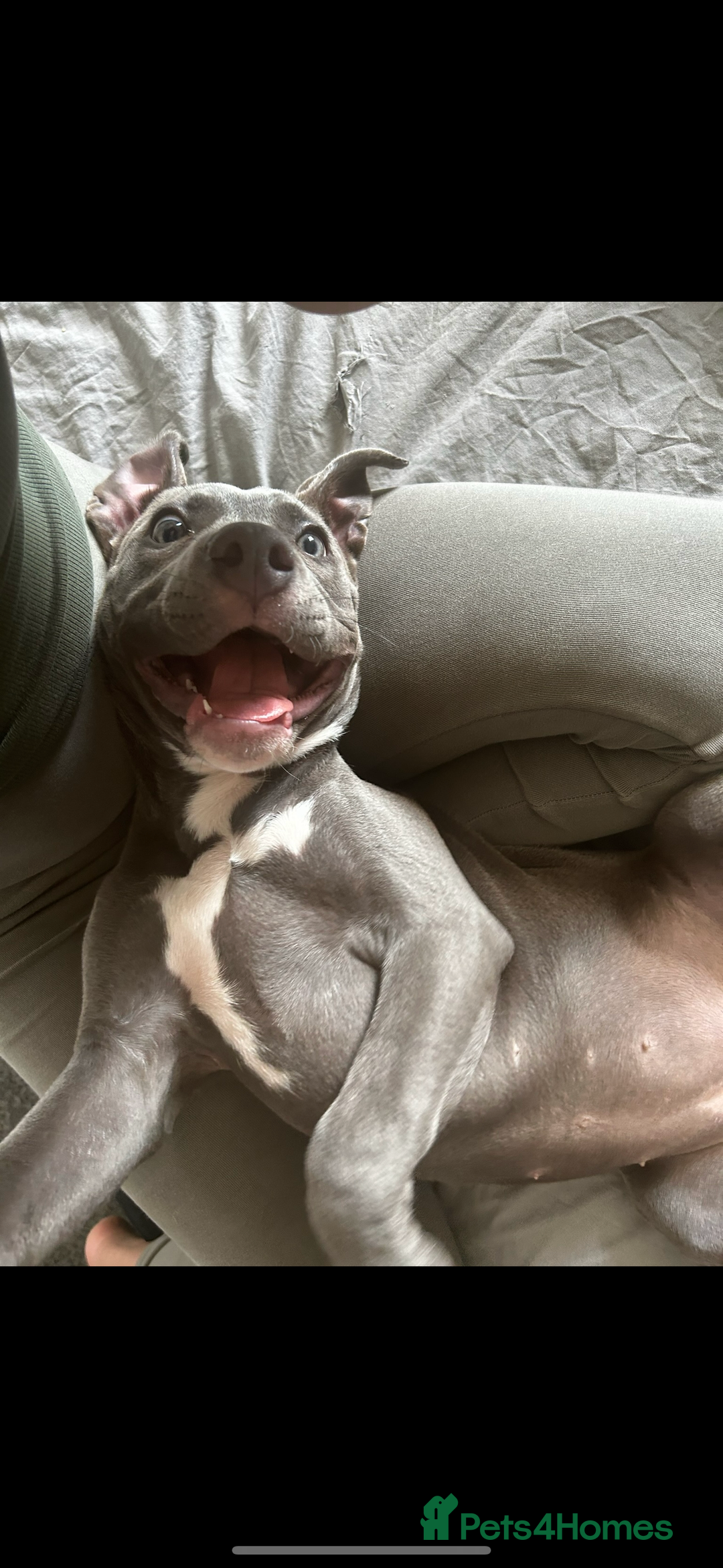 American Bull Staffy dogs for sale: Mrs Stormi  - Image 6