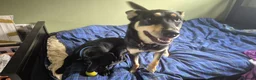 Mixed Breed dogs for adoption: ❤️🐶 CHLOE – THE KIND OF DOG EVERYONE DREAMS OF in Swindon - Advert 24