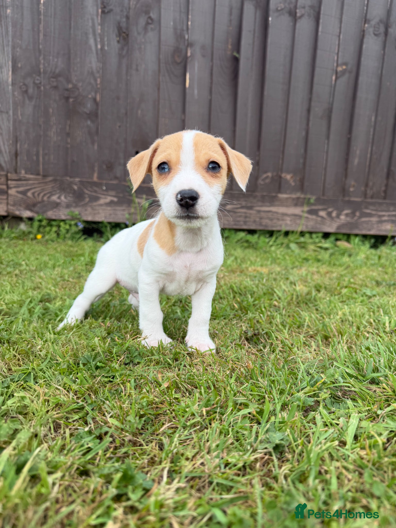 Mixed Breed dogs Jack Russell Puppies  - Advert 15