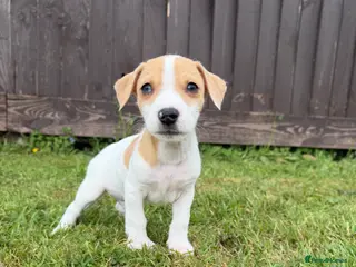 Mixed Breed dogs Jack Russell Puppies - Advert 1