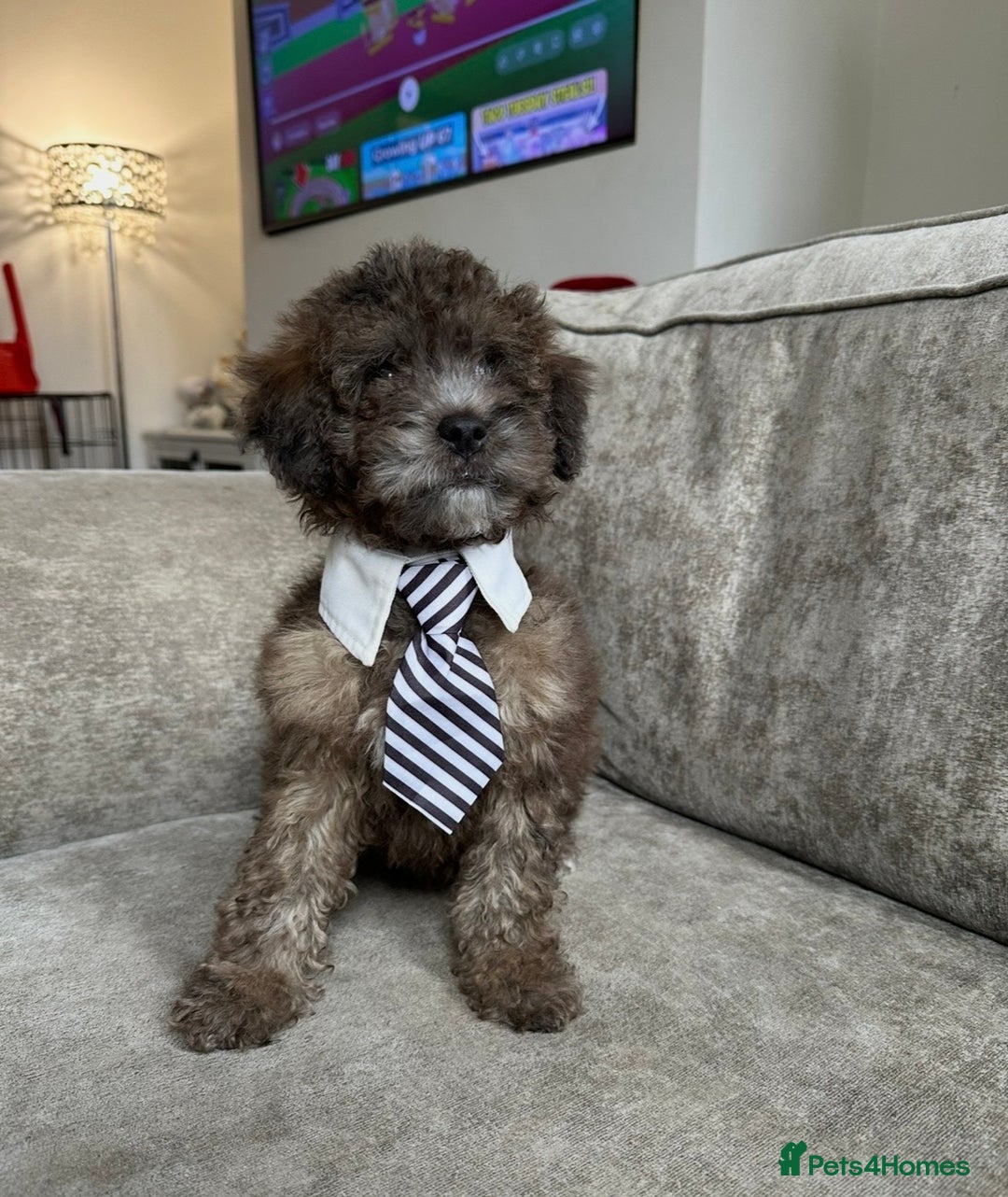 Cockapoo dogs for sale: Outstanding Cockapoos’s  - Advert 8