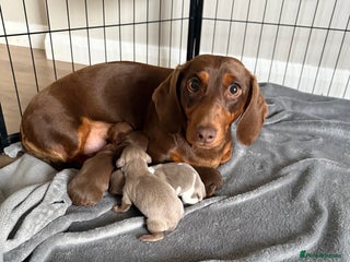 Miniature Dachshund dogs Miniature Dachshund puppies - Advert 2
