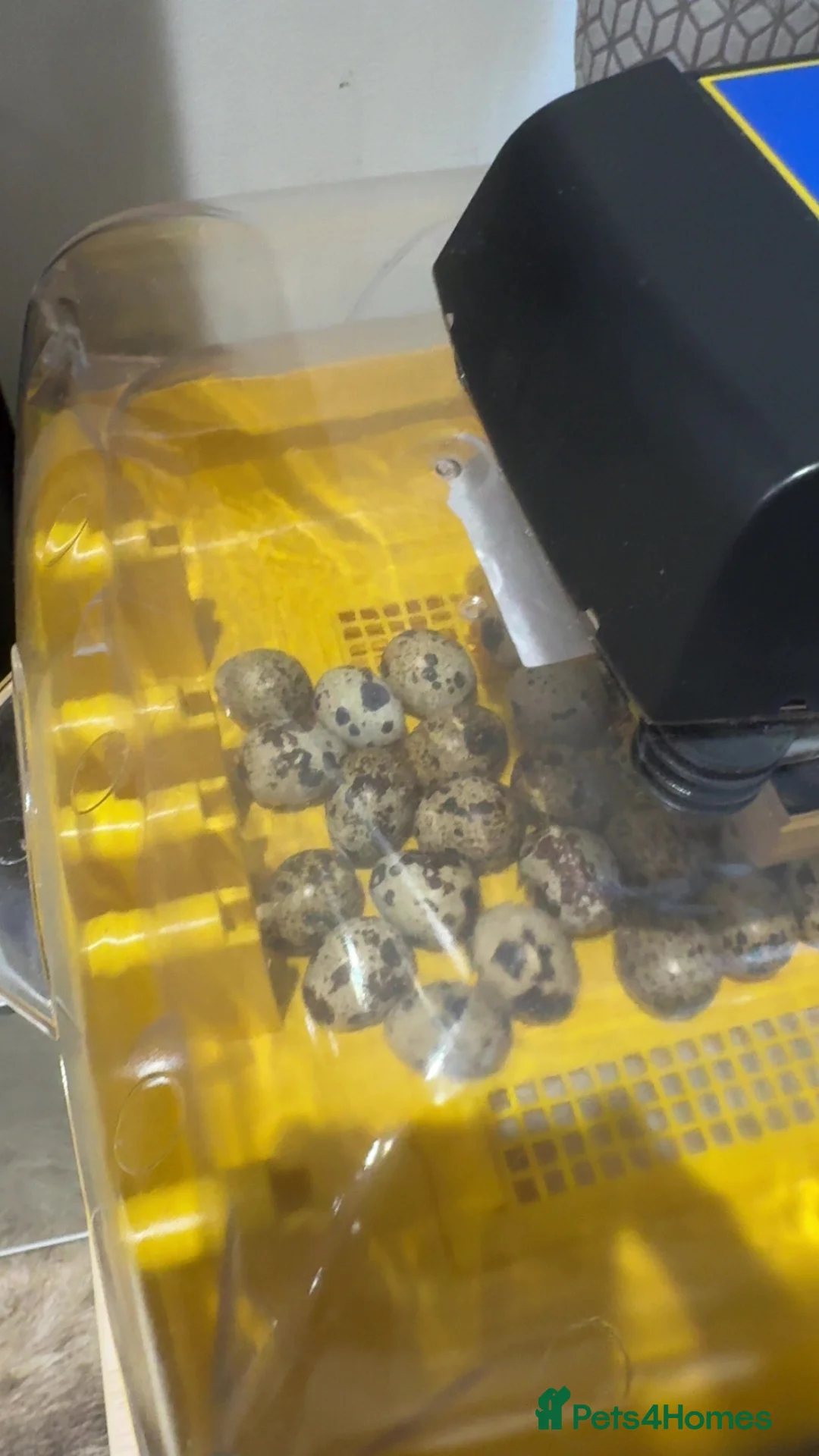 Quail poultry for sale: Baby quails hatching soon! - Advert 1