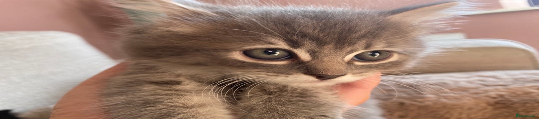 Siberian Kitten 2
