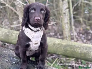 Sprocker dogs Female working sprocker spaniel - Advert 4
