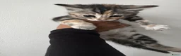 Mixed Breed cats for sale: Bengal and British shorthair short hair mix - Advert 21