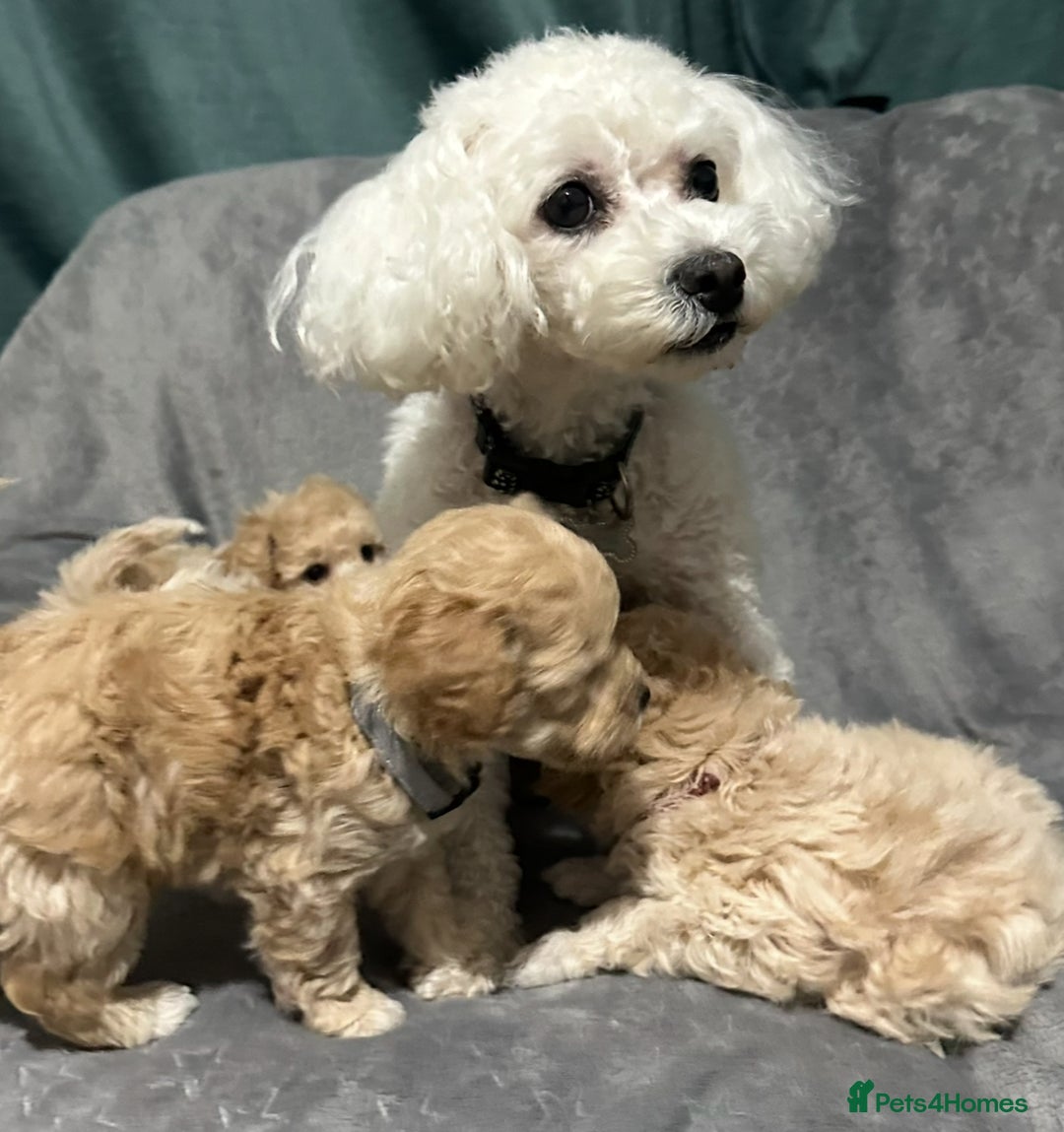 Maltipoo dogs for sale: Gorgeous F1 Toy Maltipoo Puppies  - Advert 3