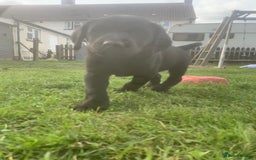 Labrador Retriever dogs for sale: Beautiful Labrador pups  - Image 6