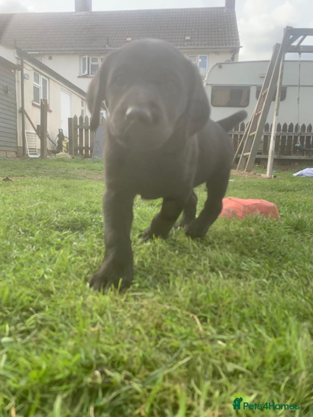 Labrador Retriever dogs for sale: Beautiful Labrador pups  - Image 6