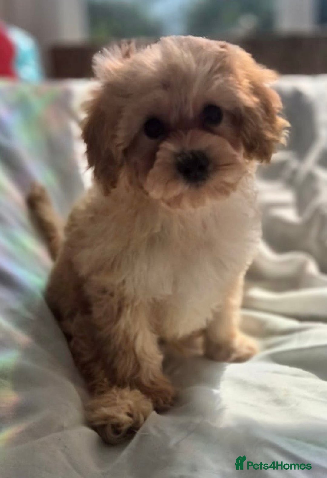 Cavapoochon dogs for sale: F1b RARE MERLE CAVAPOOCHON BOY - Image 20