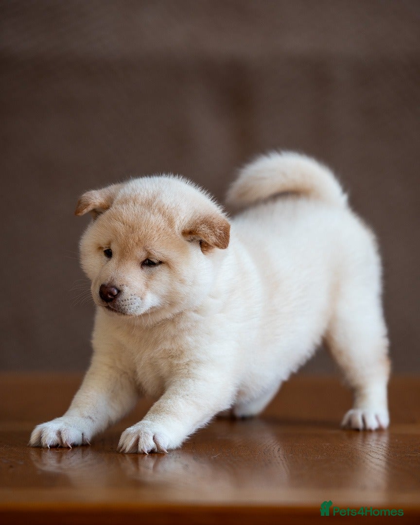 Japanese Shiba Inu dogs Confidence Comes With Time outstanding shiba 🇯🇵 - Advert 3