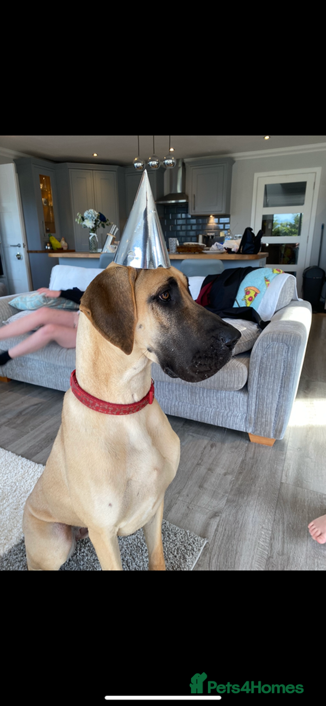 Great Dane dogs for sale: Stunning litter of 9 Great Danes  - Image 7