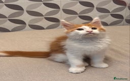Maine Coon cats for sale: TICA registered purebred Maine Coon kittens - Image 11