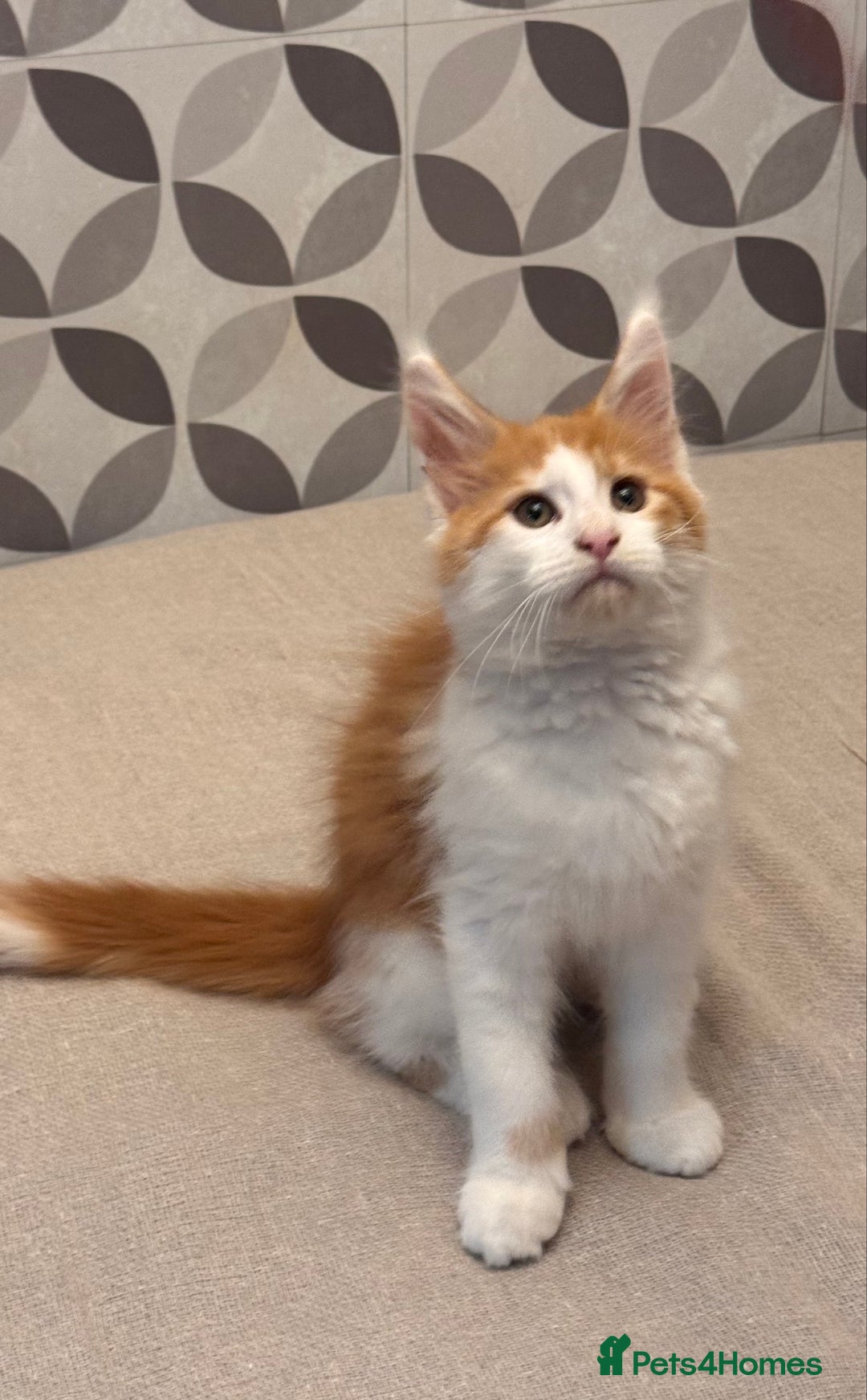 Maine Coon cats for sale: TICA registered purebred Maine Coon kittens - Image 11