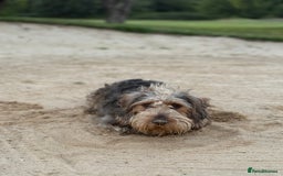 Dachshund dogs for sale: Dachshund  - Image 2