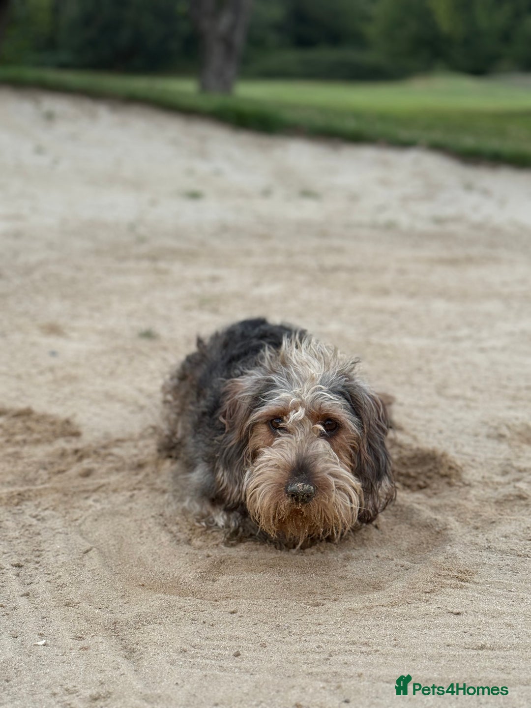 Dachshund dogs for sale: Dachshund  - Image 2