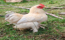 Chickens poultry for sale: Lemon Pekin Bantam Cockerels  - Image 2