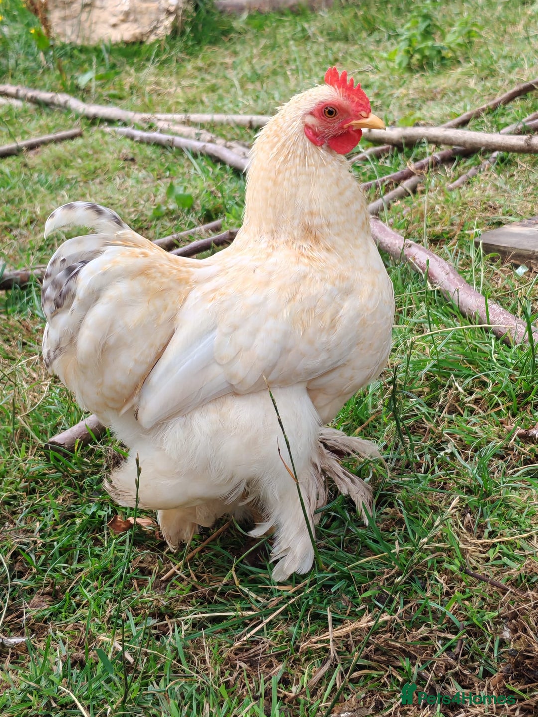 Chickens poultry for sale: Lemon Pekin Bantam Cockerels  - Image 2