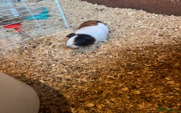 Guinea Pig rodents for sale: 2 female guinea pigs  - Image 2
