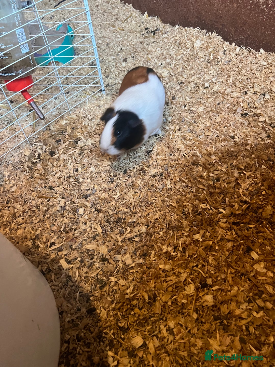 Guinea Pig rodents for sale: 2 female guinea pigs  - Image 2