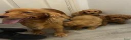 Cockapoo dogs for sale: Cockapoo puppies  - Advert 1