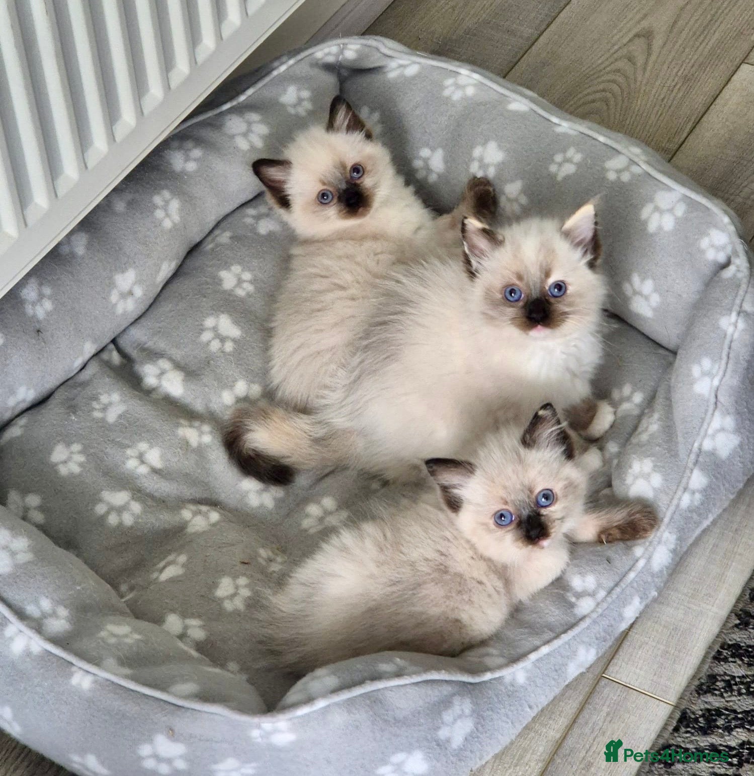 Ragdoll cats Beautiful Ragdoll Kittens - Advert 22