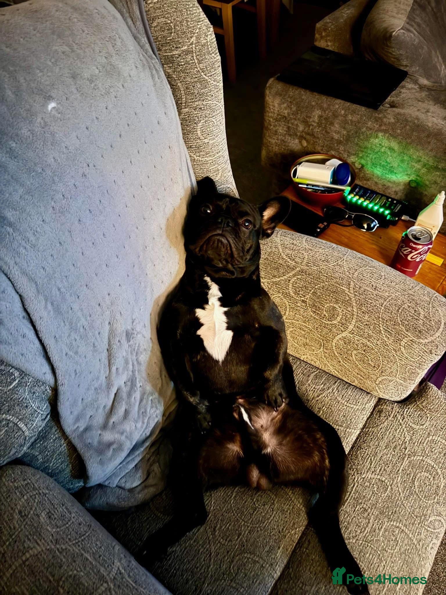 French Bulldog dogs 3 yr old male frenchie - Advert 1