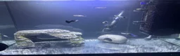 Live Bearers fish for sale: Ultimate 40L Tropical Aquarium Setup with 9guppies in Newport - Advert 10